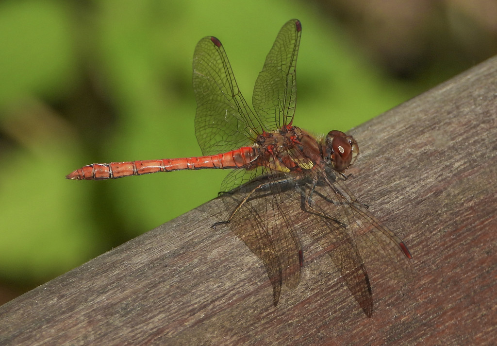 Common darter by inthecloud5
