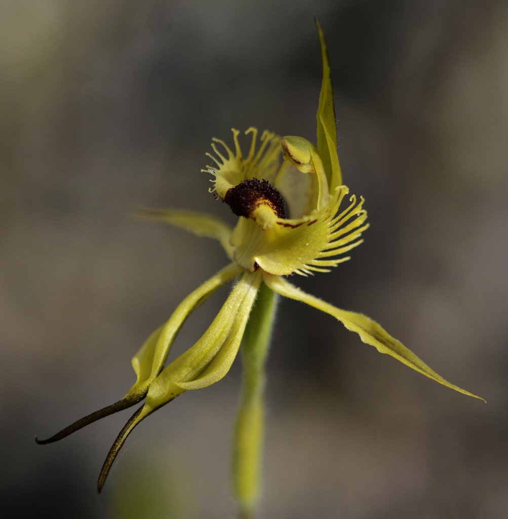 Arrowsmith Spider Orchid (Caladenia creba)......_DSC2261 by merrelyn