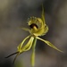 Arrowsmith Spider Orchid (Caladenia creba)......_DSC2261 by merrelyn