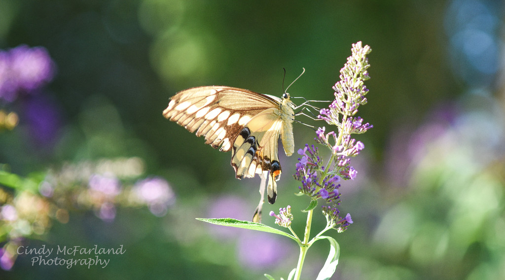 Fluttering Beauty by cindymc