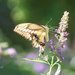 Fluttering Beauty by cindymc