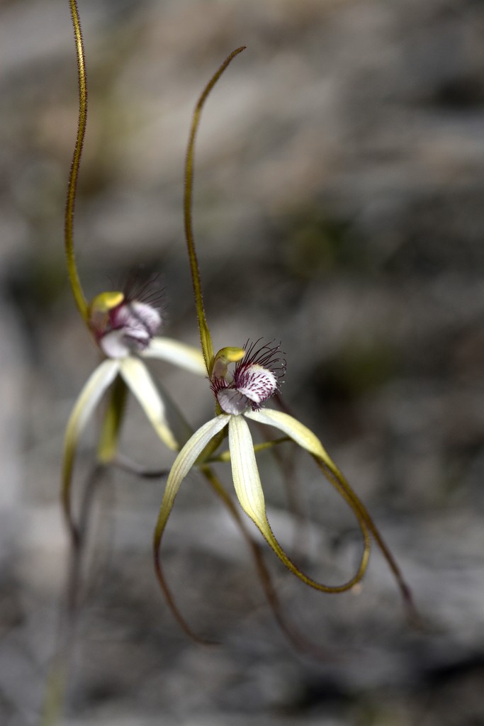 More Spider Orchids _DSC2334 by merrelyn