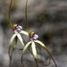 More Spider Orchids _DSC2334 by merrelyn