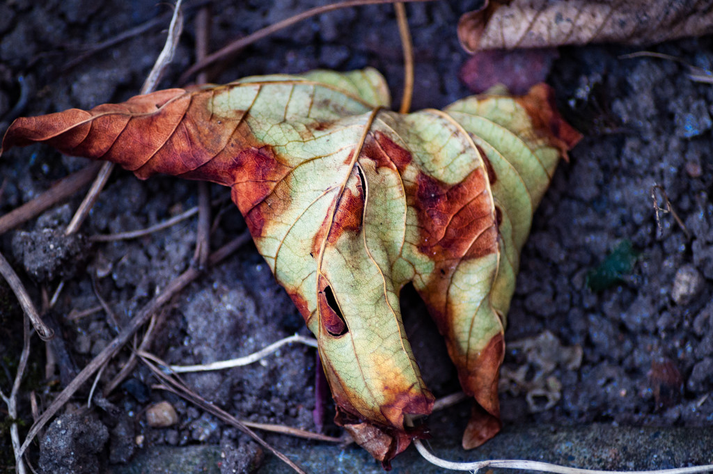 Autumn Leaf by billyboy