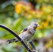 18th Sep 2018 - Young Goldfinch
