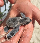 12th Aug 2018 - Baby turtle 