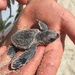 Baby turtle  by goosemanning