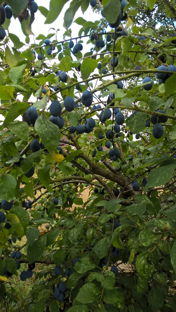 Damsels.. sorry Damsons in distress and waiting for gin  by brennieb