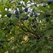 Damsels.. sorry Damsons in distress and waiting for gin  by brennieb