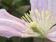 18th Sep 2018 - Clematis Flower 