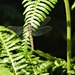  Black Tailed Skimmer (Female)  by susiemc