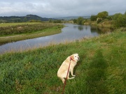 18th Sep 2018 -  Millie and the River Wye 
