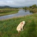  Millie and the River Wye  by susiemc