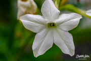 18th Sep 2018 - White flower