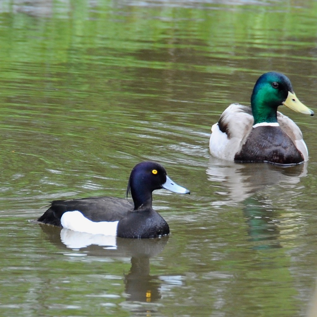 Tufted and Mallard ducks by rosie00