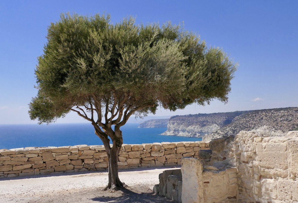 Coastal Olive Tree by carole_sandford