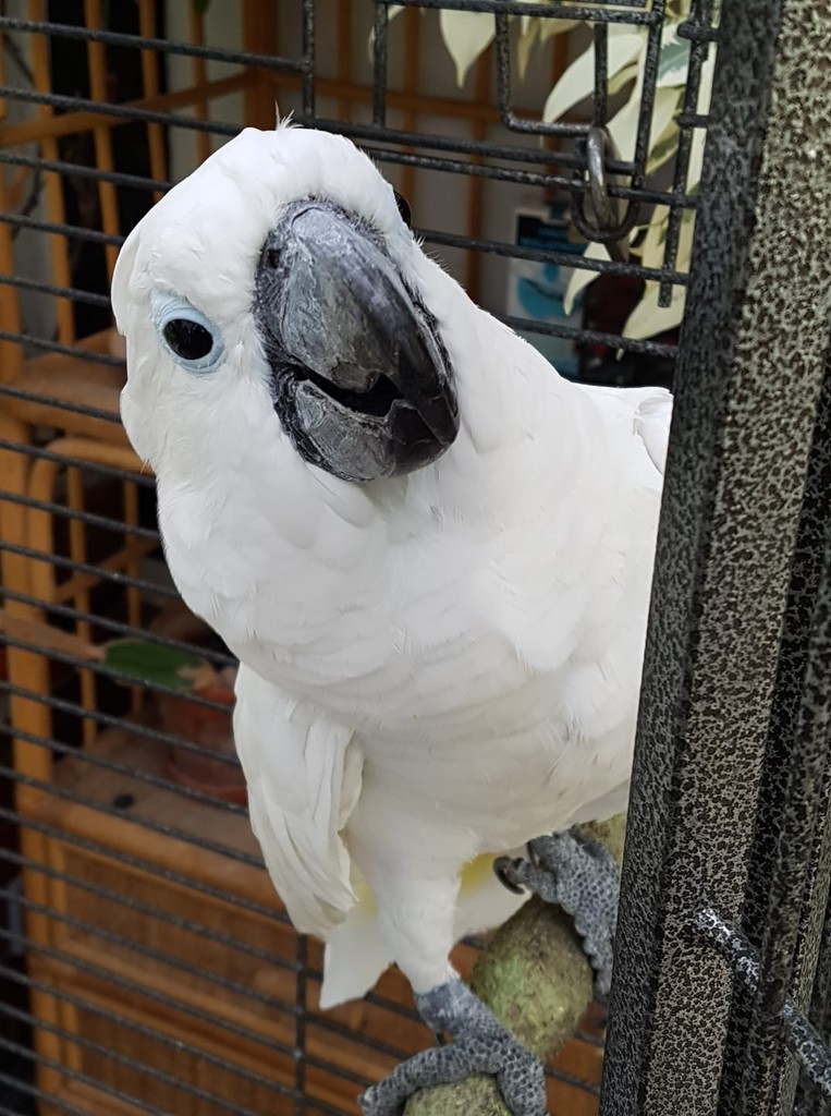 Bas - our lovely cockatoo  by rosiekind