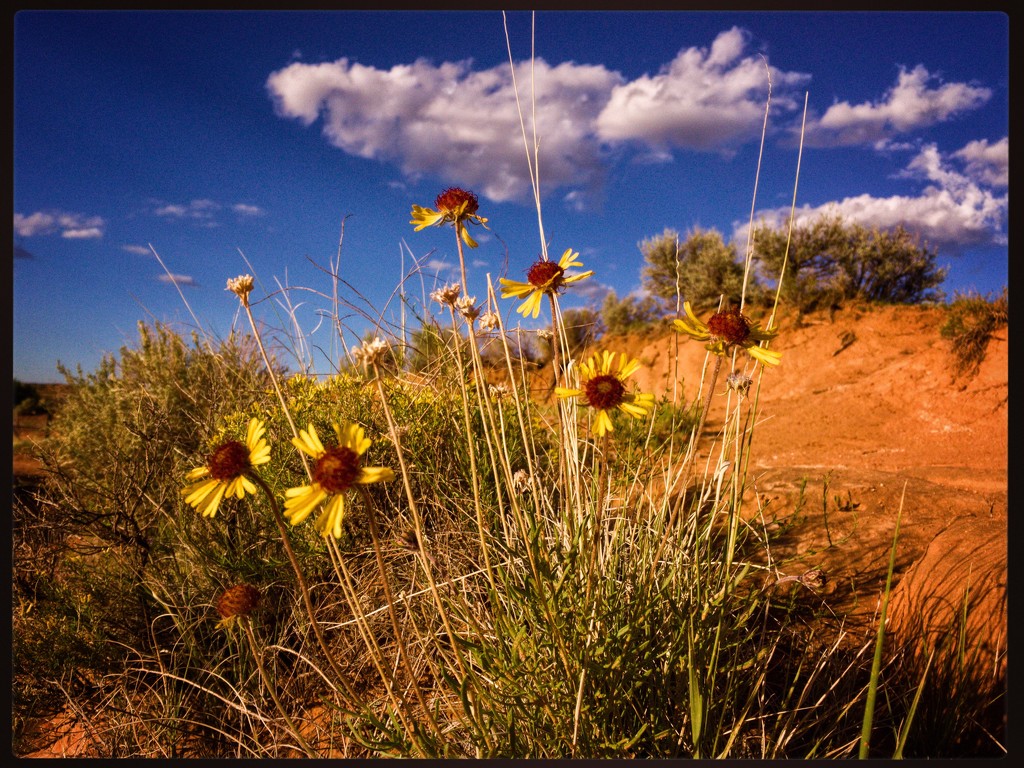 Desert Blooms by jeffjones