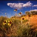 Desert Blooms by jeffjones