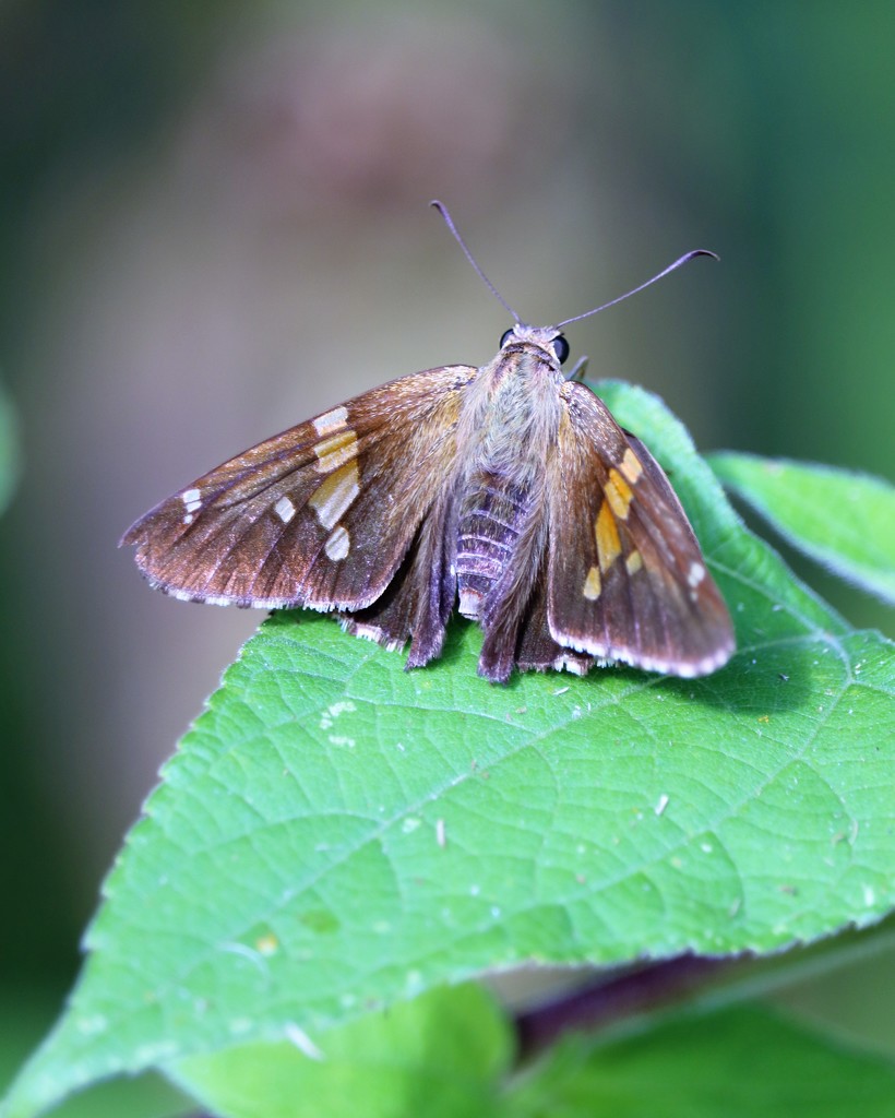September 15: Butterfly by daisymiller