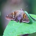 September 15: Butterfly by daisymiller