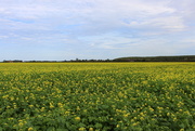 18th Sep 2018 - Those golden Rape seed fields