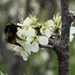 spring bumbling by wenbow