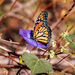 morning glory monarch by aecasey
