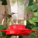 Hummingbird #1 by ingrid01