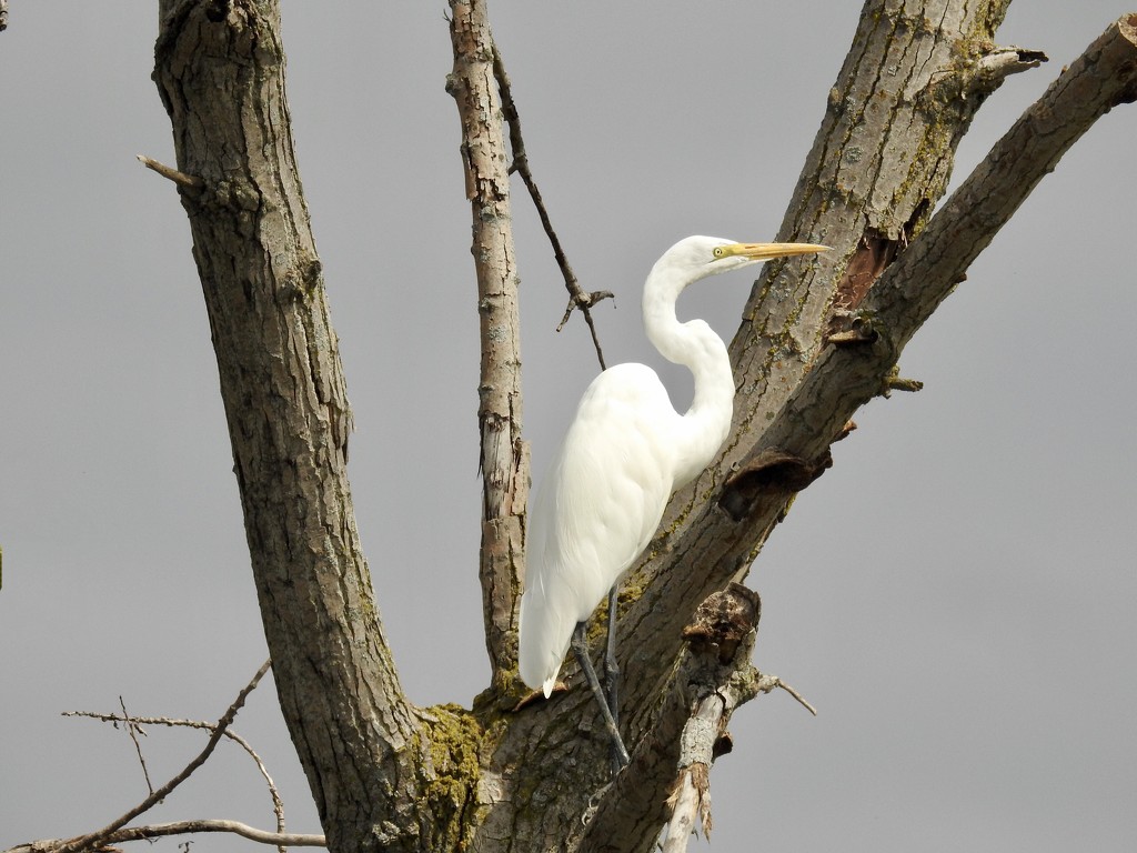 Egret in a tree by amyk