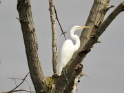 18th Sep 2018 - Egret in a tree
