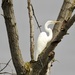 Egret in a tree by amyk