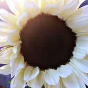 18th Sep 2018 - Italian White Sunflower