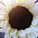 Italian White Sunflower by mastermek