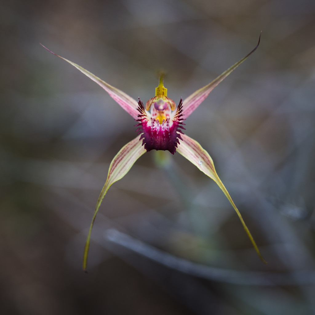 Possibly a Dunsborough Spider Orchid by jodies