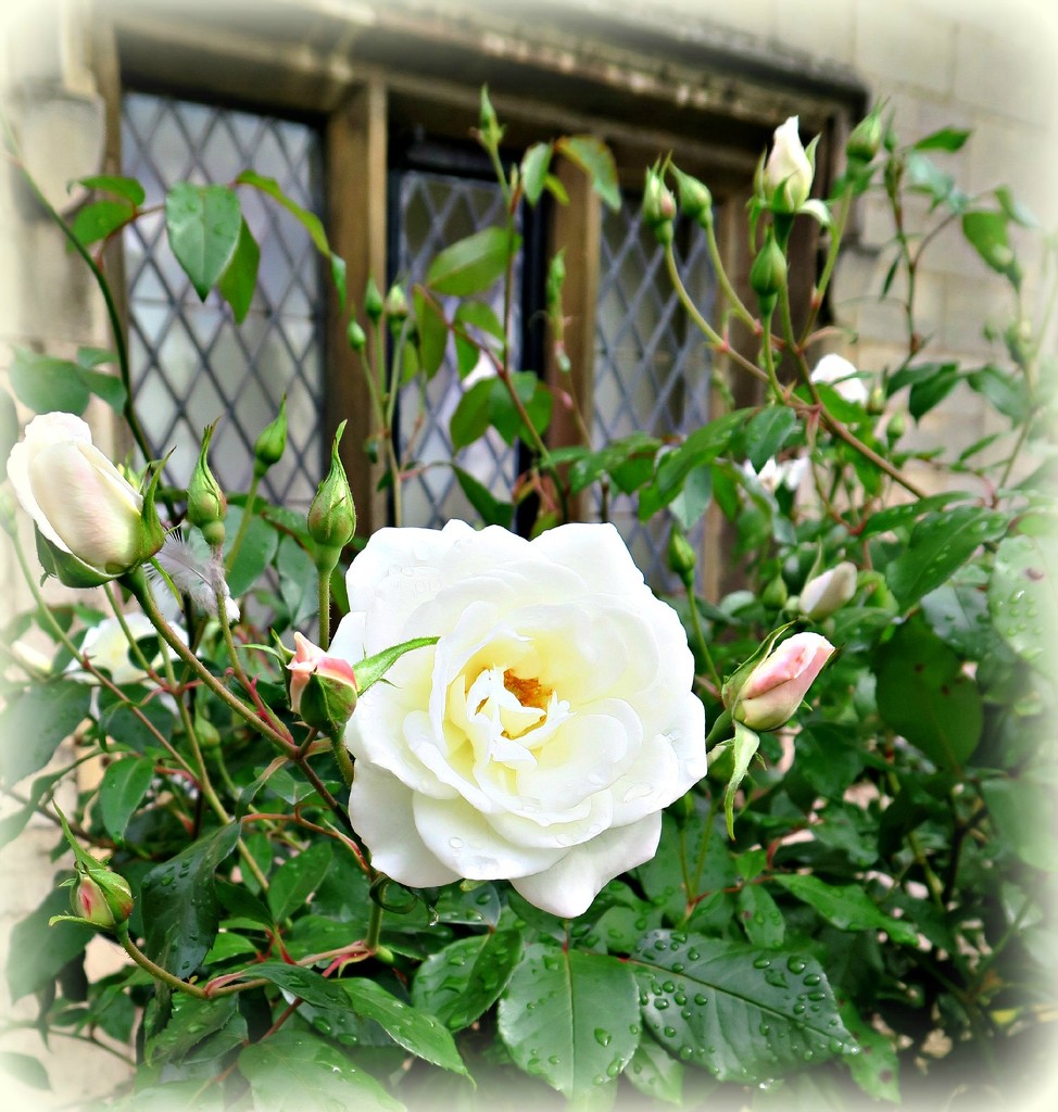White Rose. by wendyfrost
