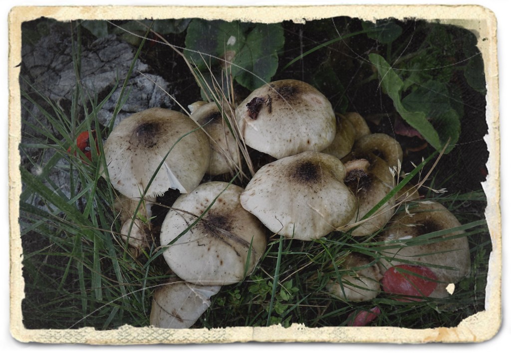 Mushrooms in the garden . by beryl