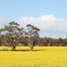 Yellow fields  by gilbertwood