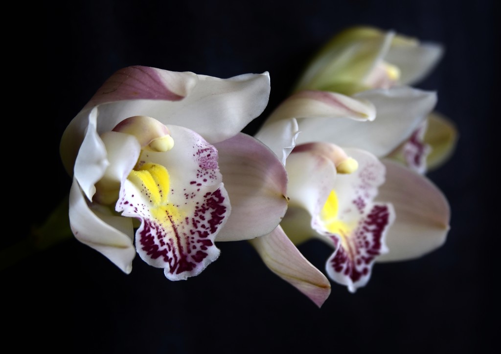 More Orchids....  _DSC7717 by merrelyn