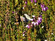 7th Jul 2018 -  Male and Female Silver Studded Blue on Heather