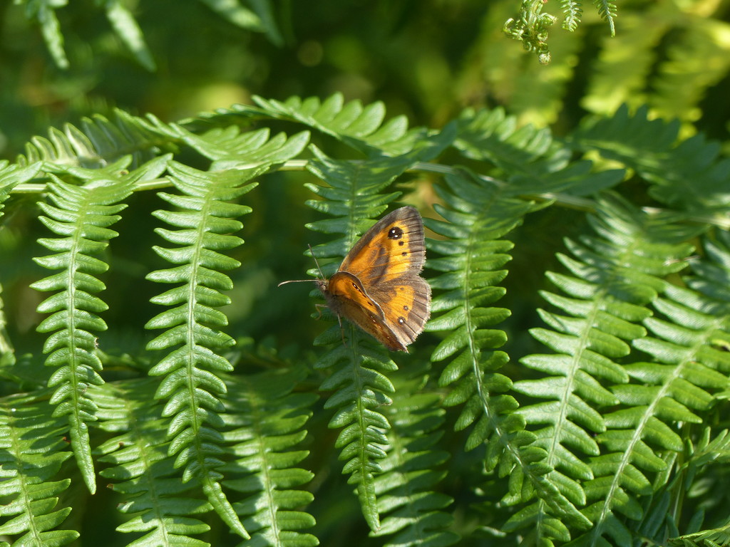  Gatekeeper  by susiemc