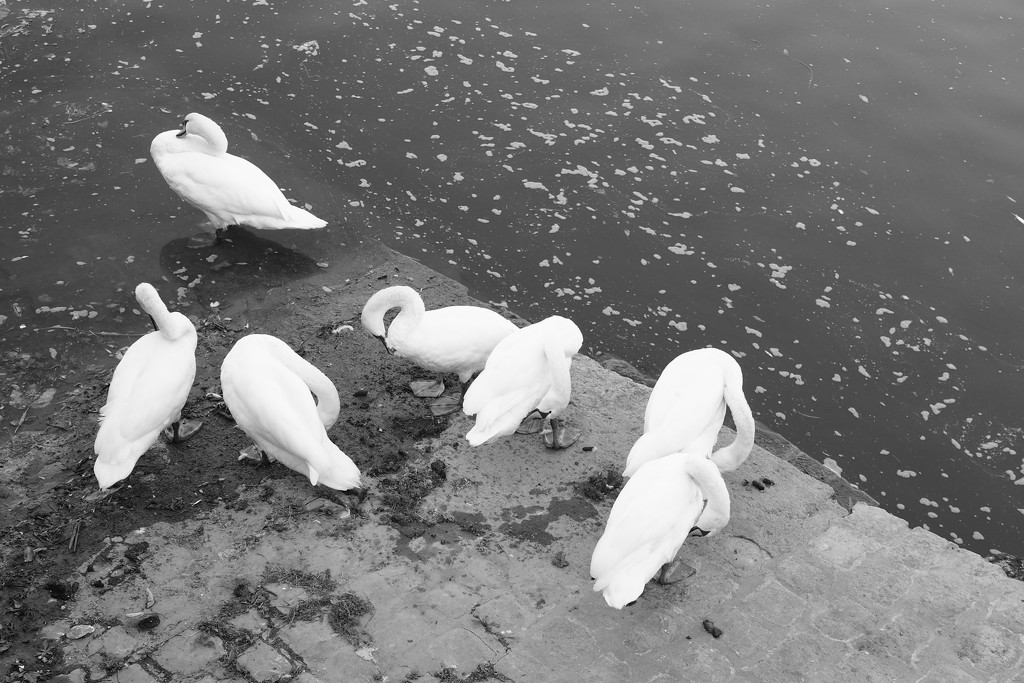 Seven Swans a-preening at Saintes by s4sayer