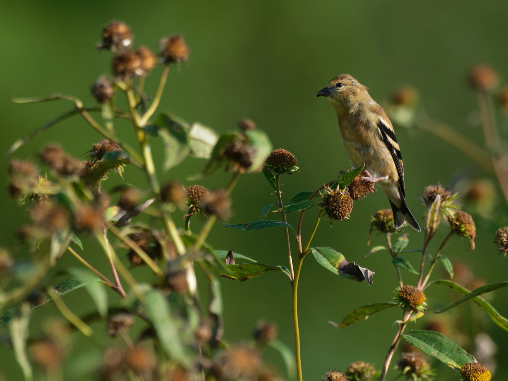 american goldfinch by rminer