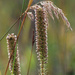 prairie grass by rminer