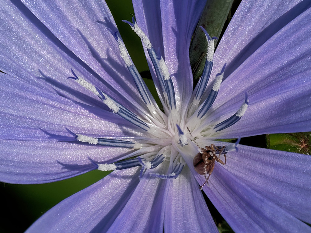 chicory and spider by rminer