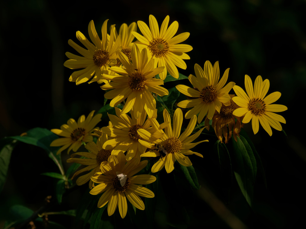 yellow bunch flowers by rminer