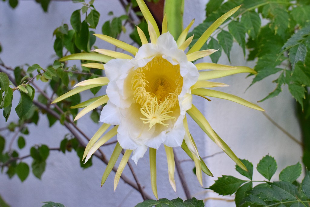 Cactus flower  by rosiekind