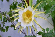 19th Sep 2018 - Cactus flower 