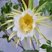 Cactus flower  by rosiekind