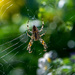 In my garden I find lots of spiders by novab